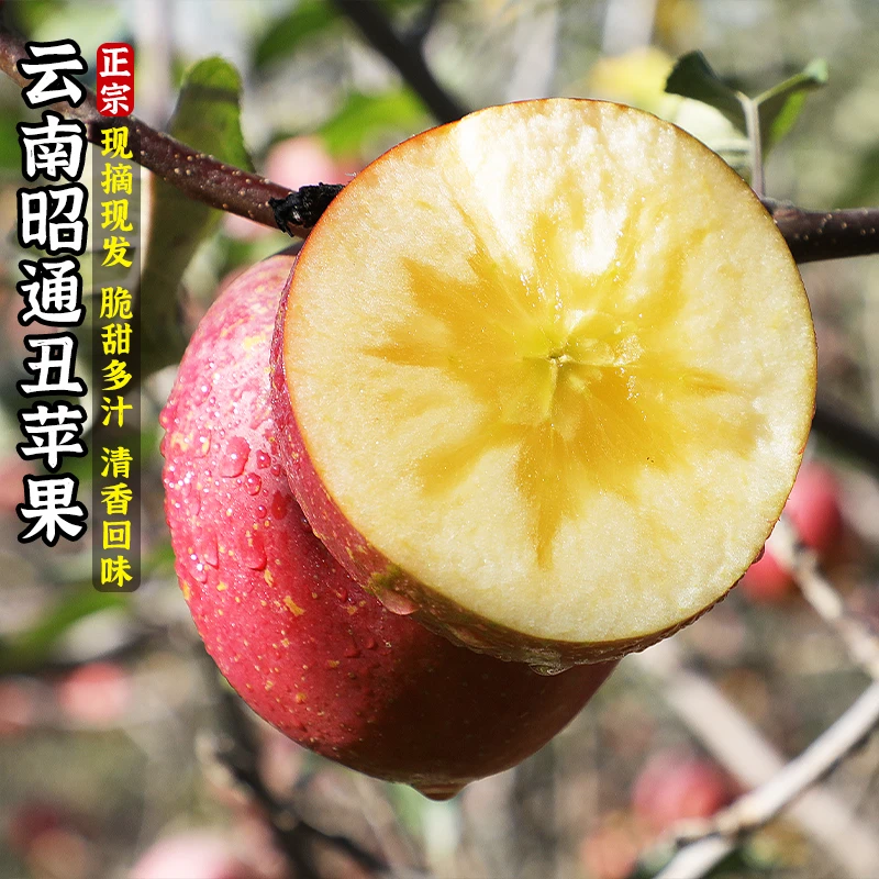 【正宗】云南昭通冰糖心丑苹果当季现摘水果整箱9斤高原丑苹果多拍