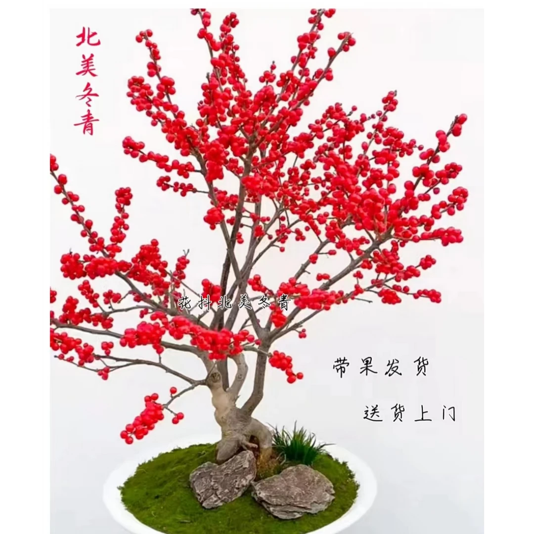 北美冬青红果室内室外庭院阳台客厅耐寒耐冻切枝水培一物一拍