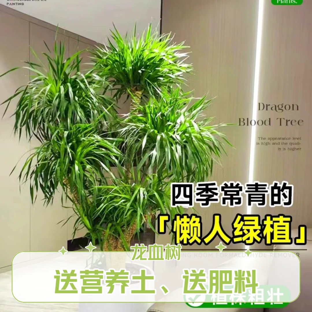 多头龙血树室内办公室盆栽大型摆放绿植好养净化空气客厅基地直发