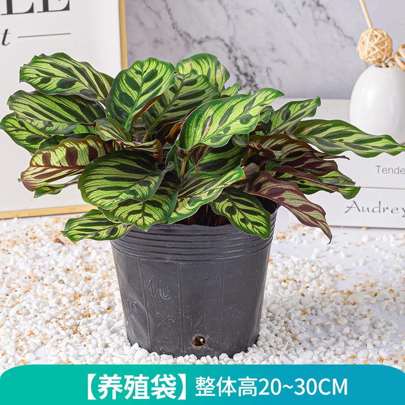 孔雀竹芋盆栽室内好养植物北欧风四季常青绿植好养活