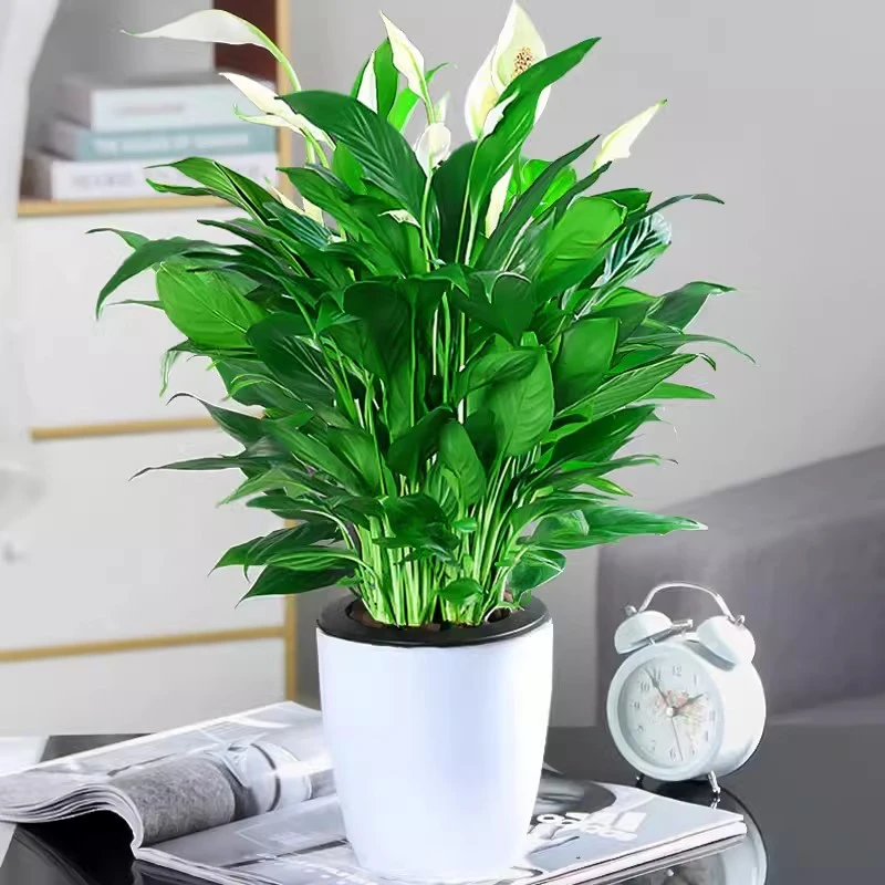 白掌绿植室内一帆风顺盆栽办公室培植物花卉好养活
