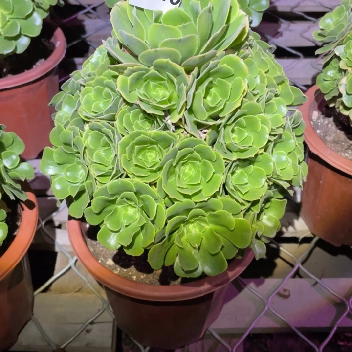 ?****?辛泥亚2940号多肉植物