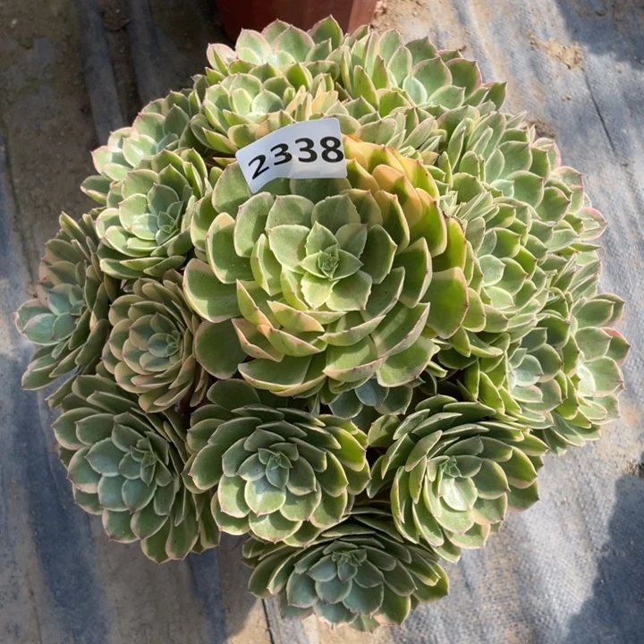 粉花妖2338号多肉植物