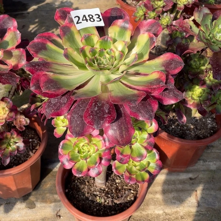 低*.巫毒超白2483号多肉植物