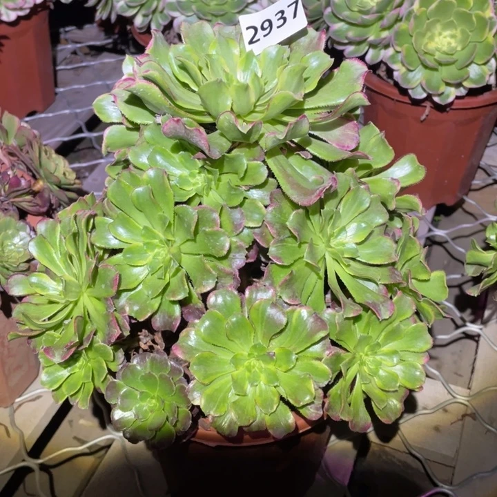 血浪2937号多肉植物