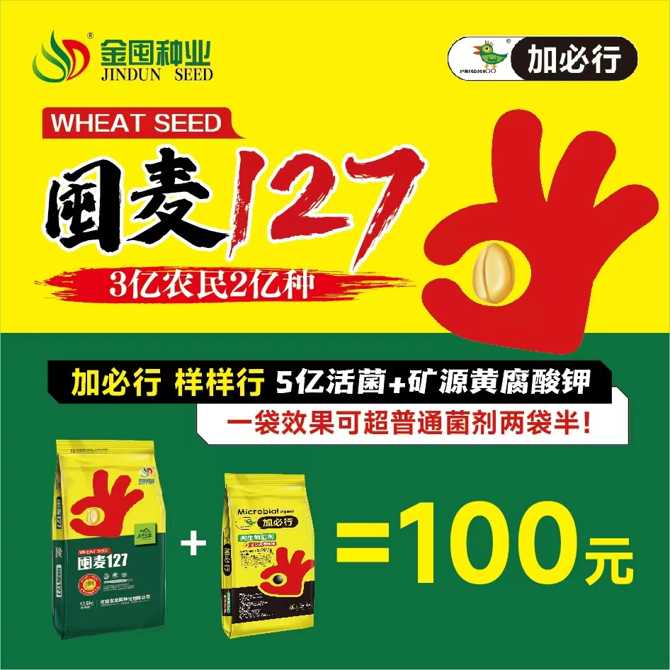 囤麦127河南矮杆大穗麦种耐寒抗旱抗倒伏七年高产麦种新品种