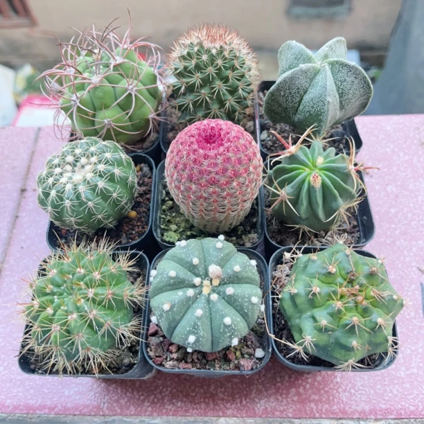红花锦丸实生仙人球大全新款植物种植开花的室内防辐射盆栽仙人球