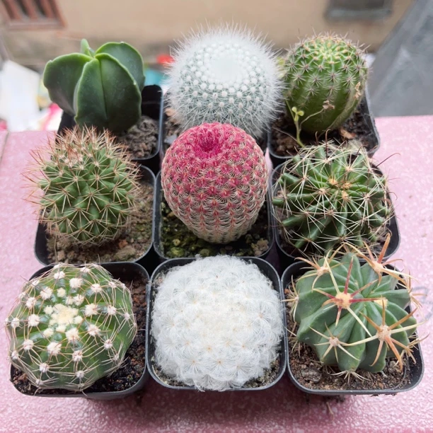 白小丁仙人球实生开花种植办公室阳台多肉植物小盆栽防辐射组合肉