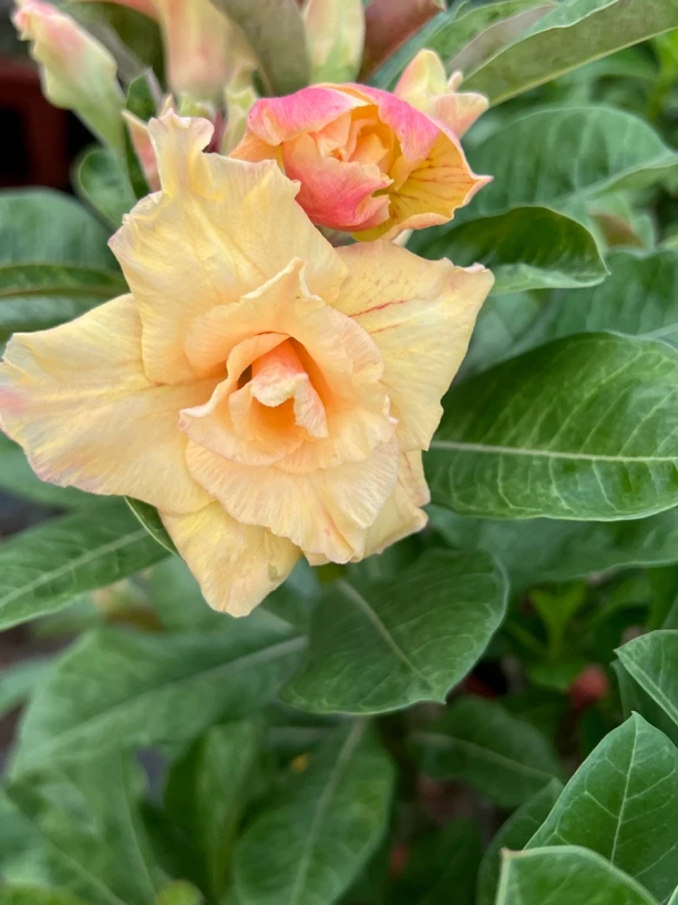 沙漠玫瑰盆栽重瓣四季开花好养易活老桩室内阳台花卉绿植