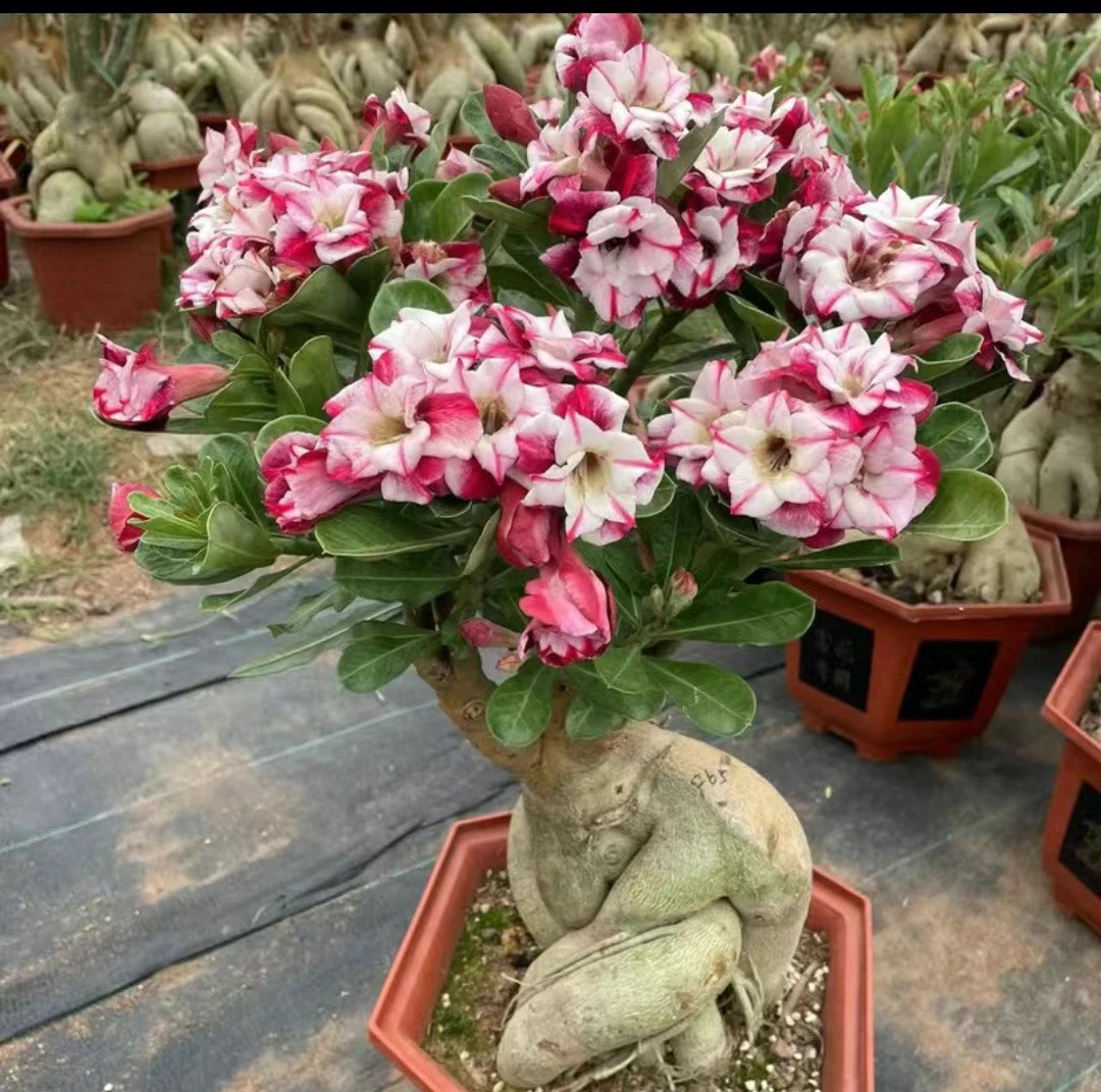 沙漠玫瑰盆栽四季开花100～288