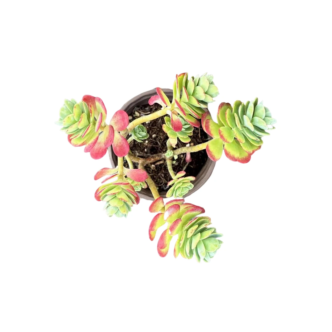 红梅青舞多肉满9.9包邮