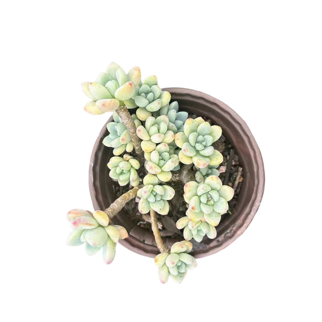 2颗樱花劳尔多肉满9.9包邮