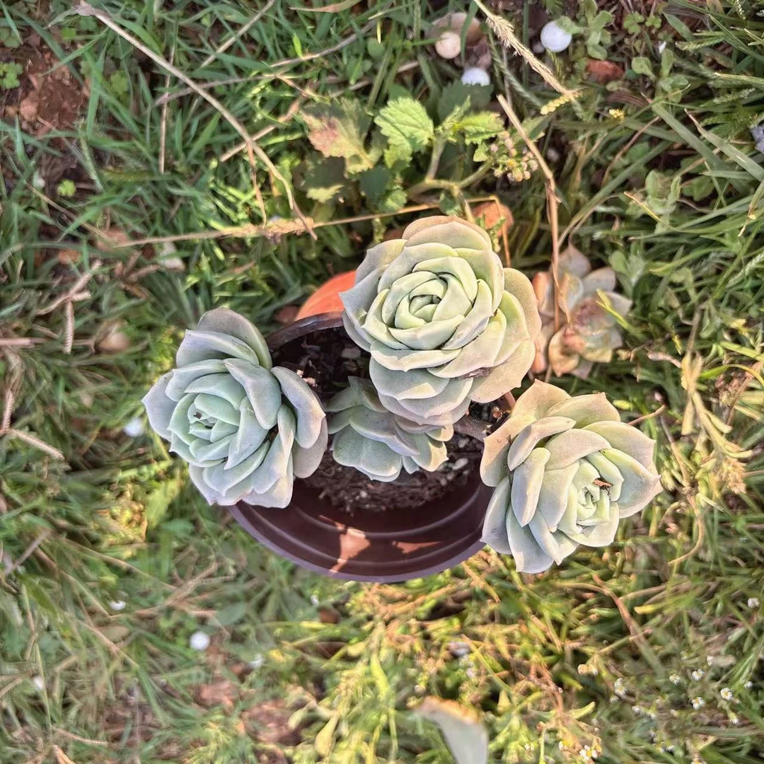 可爱玫瑰多肉满9.99元包邮