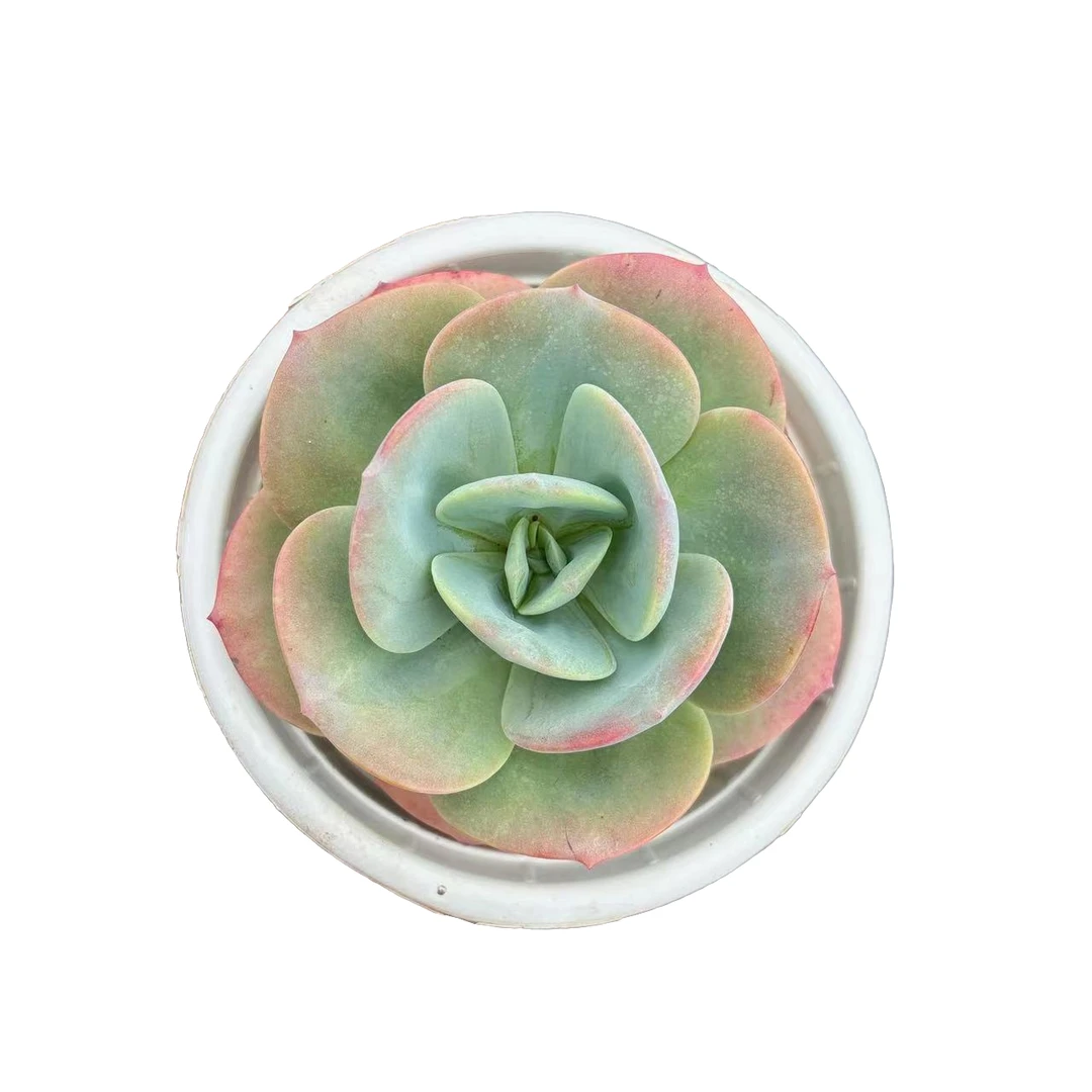 血凤杂多肉满9.99元包邮