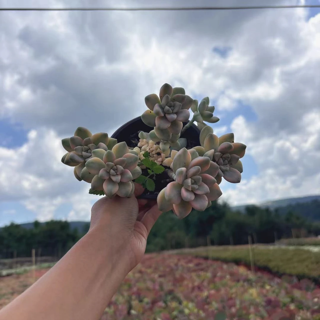 美杏锦多肉满9.9元包邮