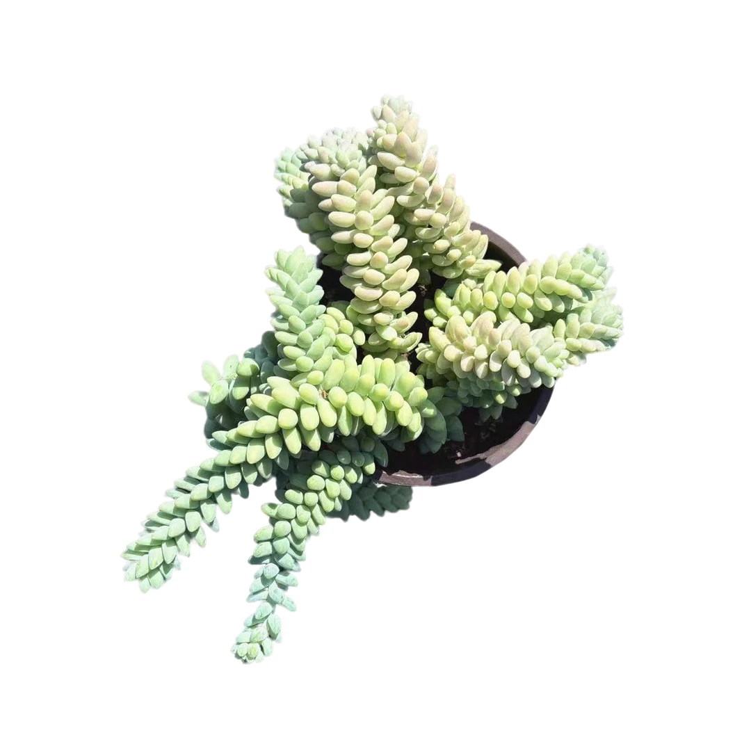 彩虹玉坠多肉满9.9包邮