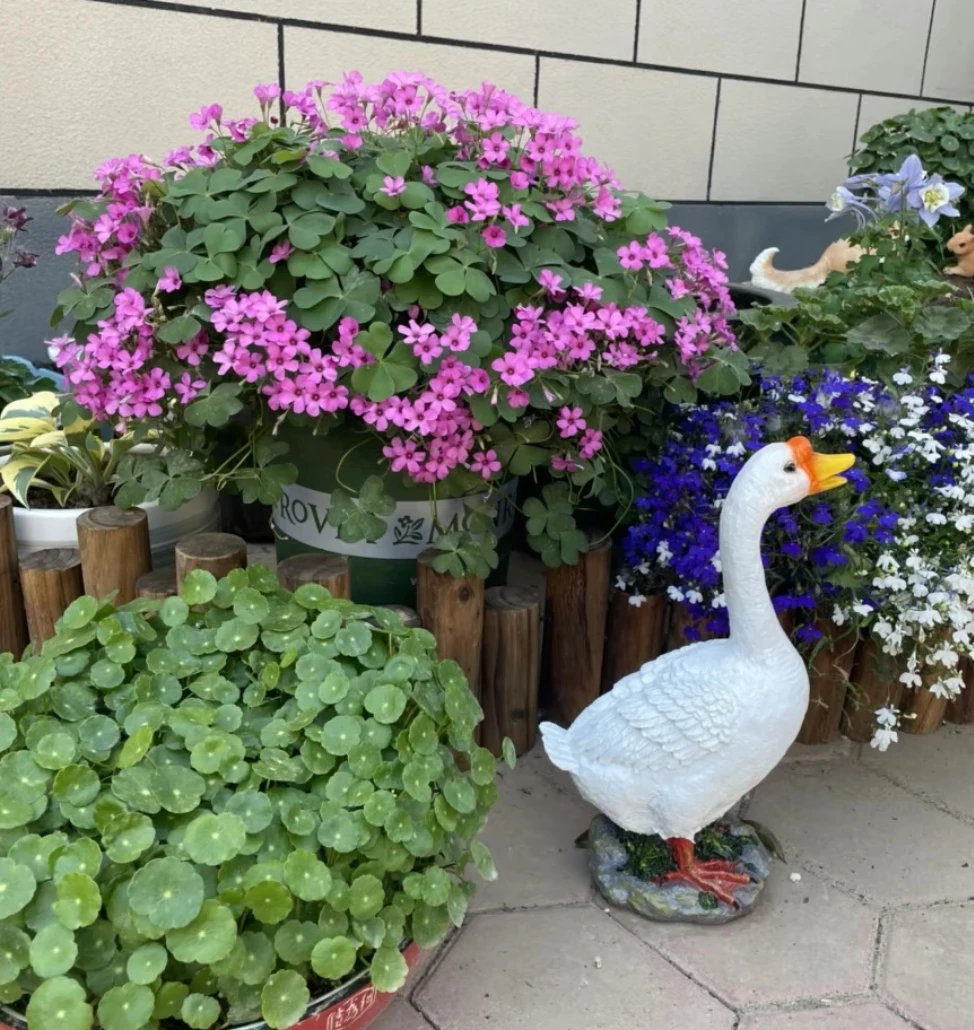 红花酢浆草老桩 ,幸运草 红花酢浆草拇指盆,微盆景直播间一物一拍