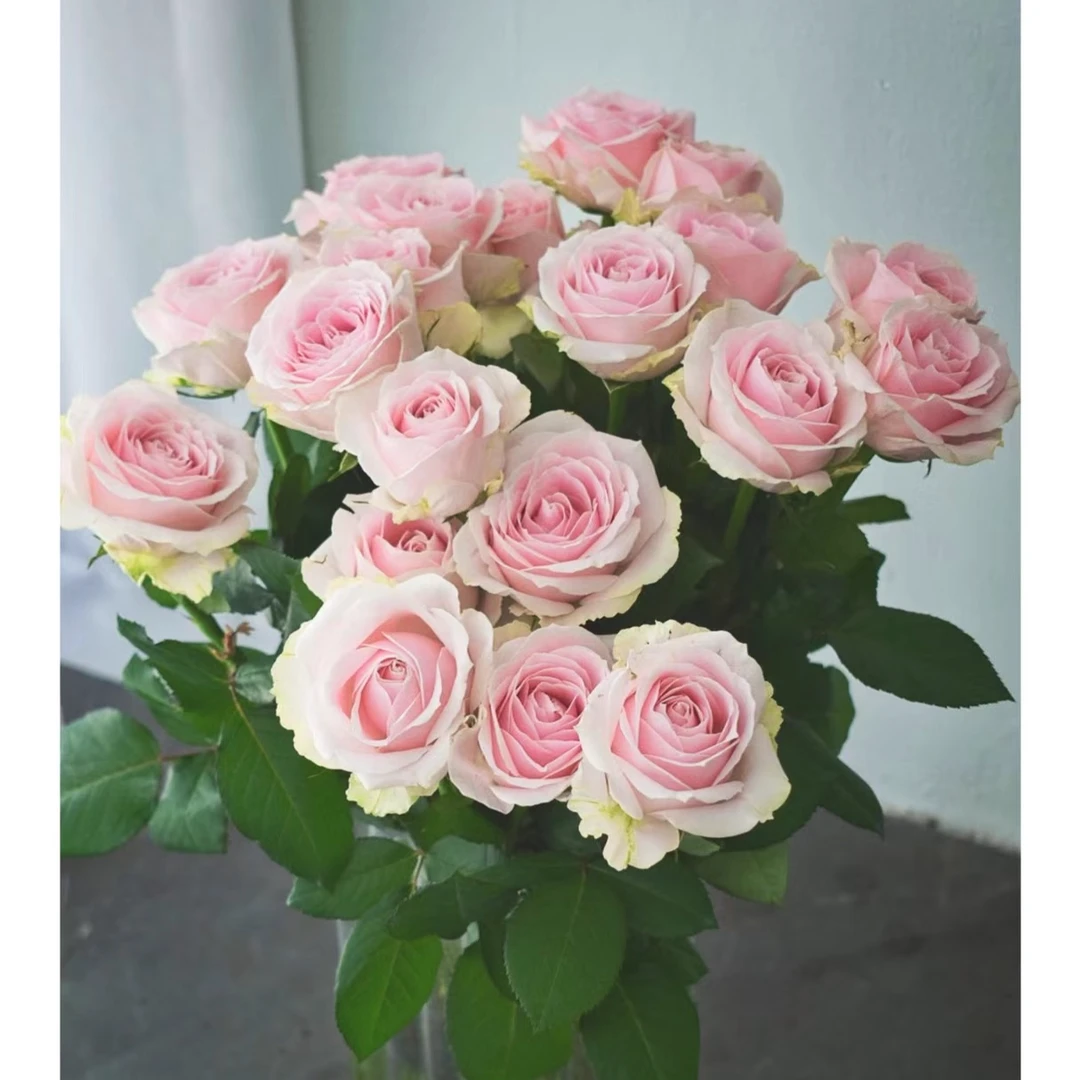 【经典粉色系列单头玫瑰   粉红雪山】（20支）云南昆明自家基地直发