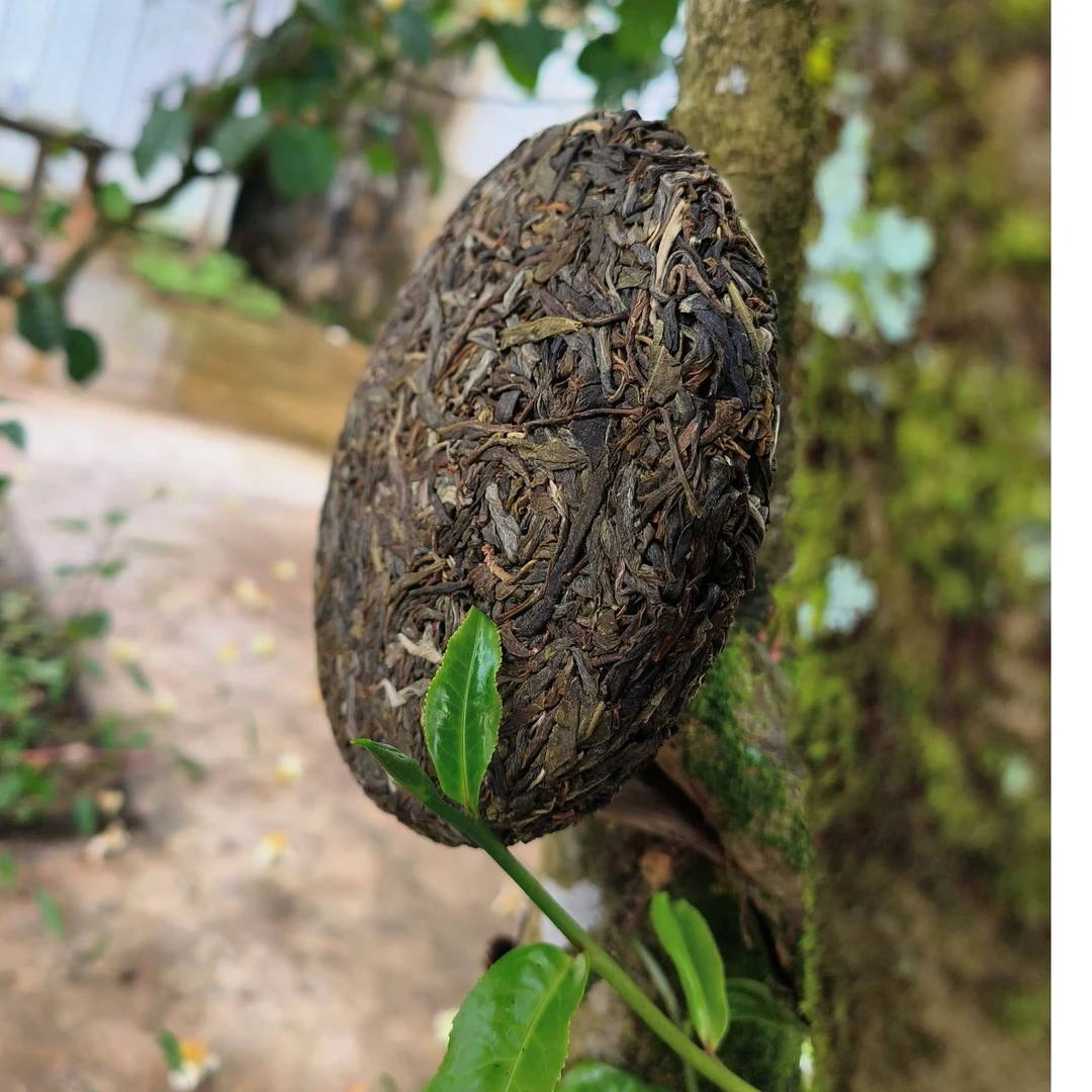 纸山箐副支书查先应推荐，2019年 昔元古树茶，200克饼茶