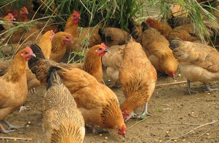 一年多黄油老母鸡