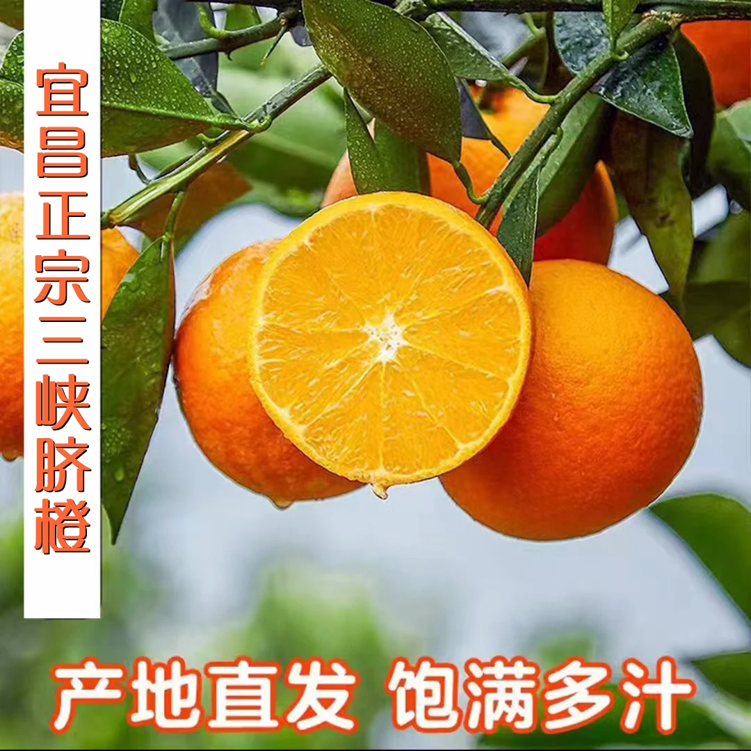 【正宗宜昌三峡纽荷尔脐橙】优选当季新鲜甜橙整箱包邮香甜多汁天然