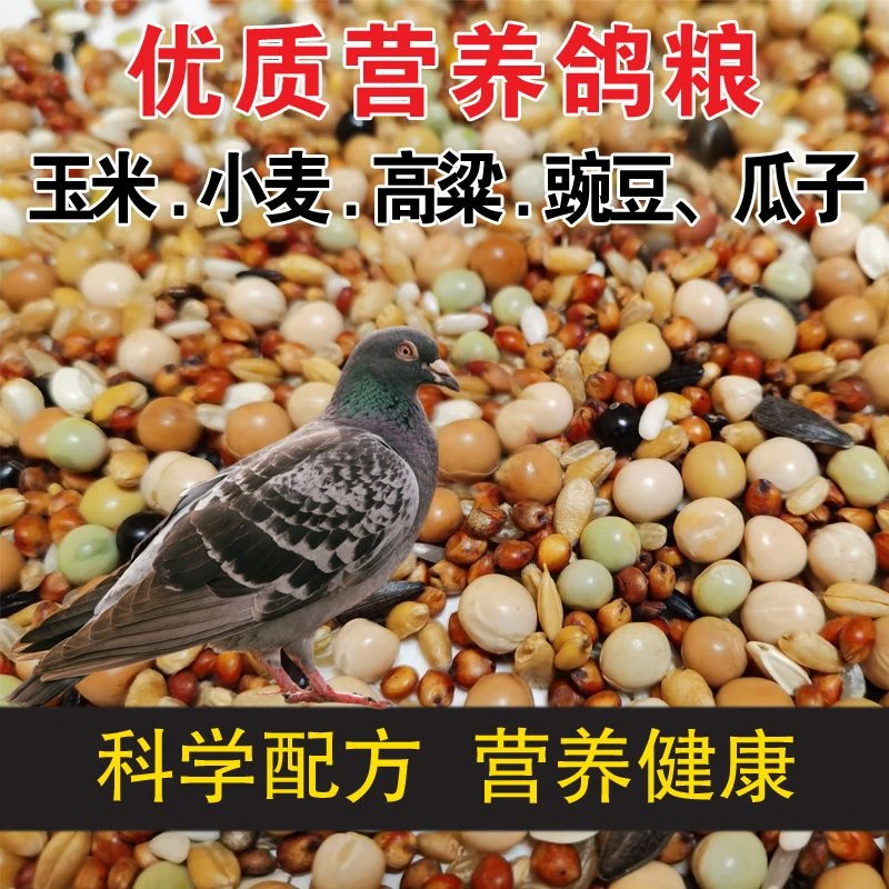 鸽粮有玉米幼鸽粮食营养饲料基础鸽粮鸟食信鸽观赏鸽赛鸽肉鸽成鸽