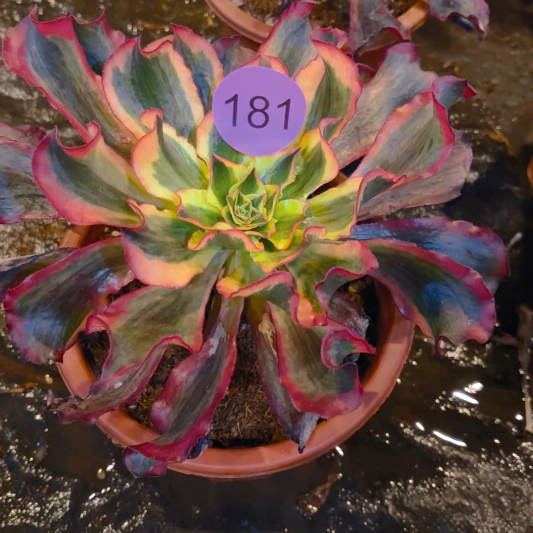 羽**光181 12345 梅影发贺