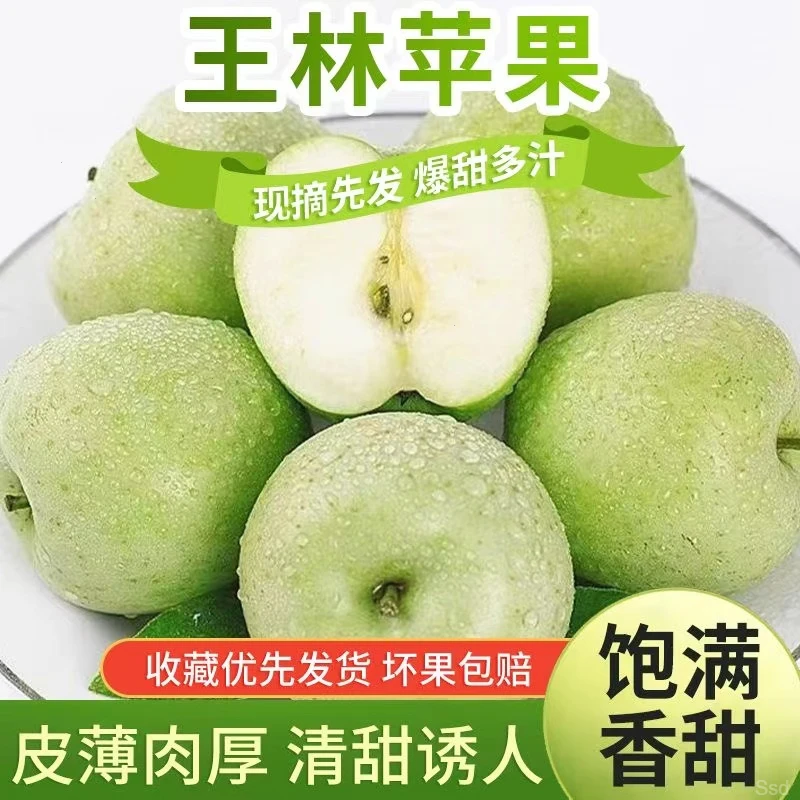 【雀美人】王林苹果青苹果现摘新鲜酸甜可口应季水果冰糖心青皮