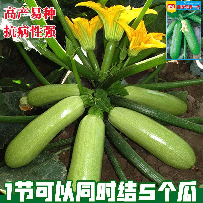 西葫芦种子种籽 秋季春季芦子蔬菜种子高产四季春春夏