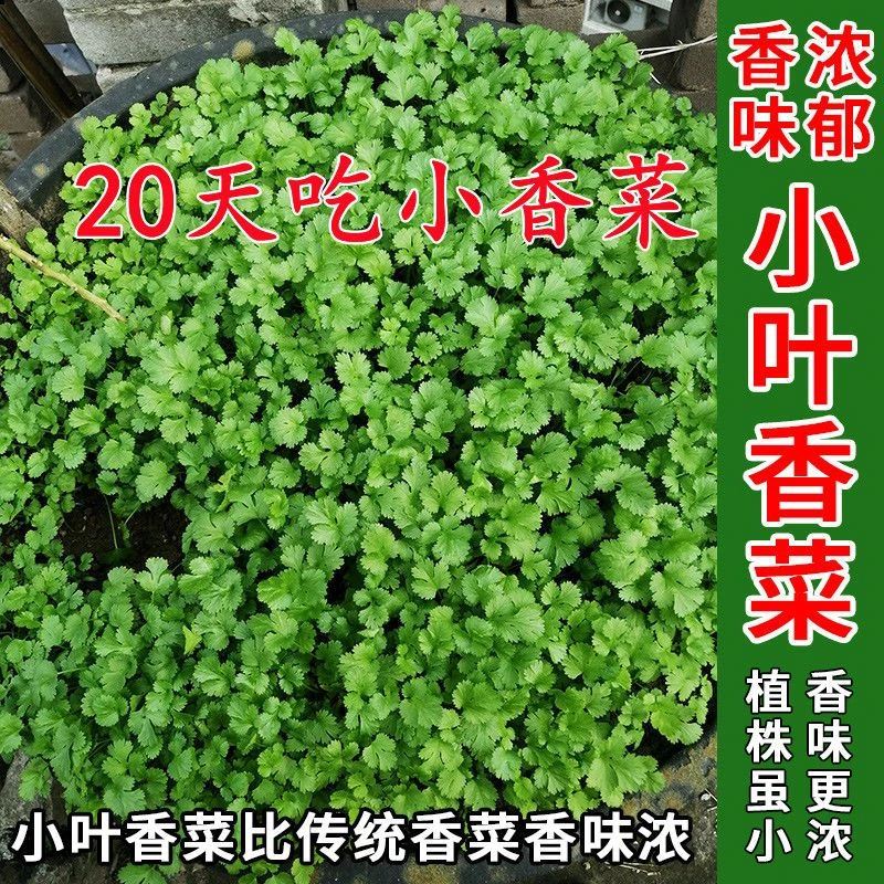 香菜种子小叶香菜种籽四季播耐热耐抽苔大田阳台庭院盆栽蔬菜种子
