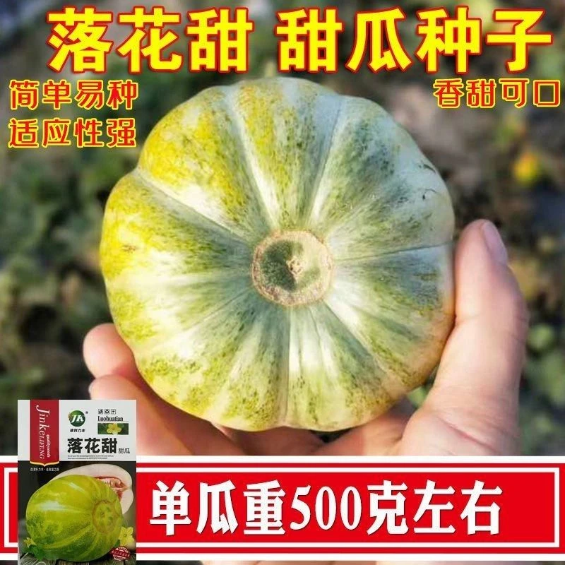 落花甜甜瓜种子香瓜种籽早熟味甜高糖四季庭院阳台盆栽水果种子籽