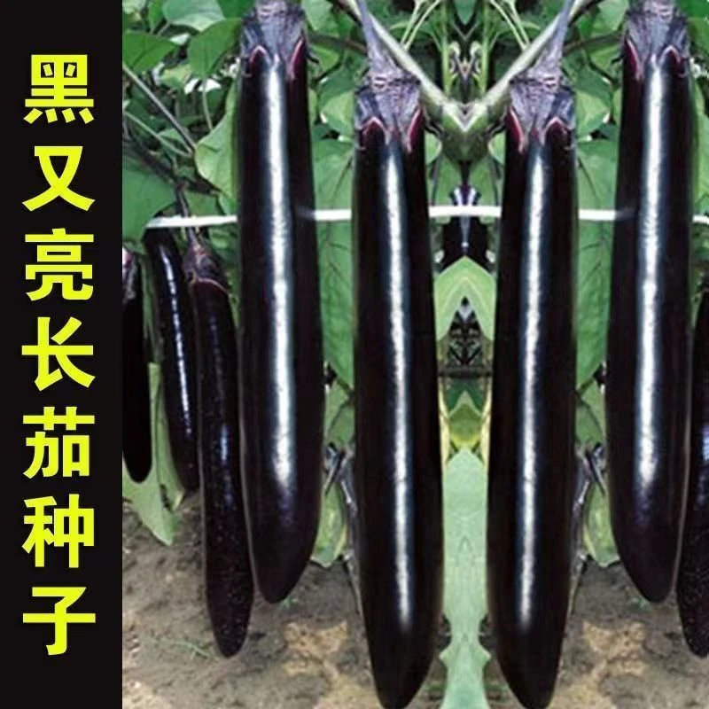 高产黑又亮长茄种子特长茄子蔬菜种子大田盆栽庭院 春季四季播种