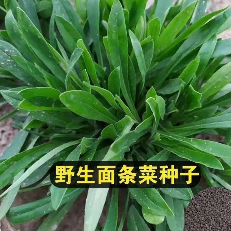 【新种】面条菜种子种籽盆栽四季菜青菜菜蔬籽种菜籽南方蔬菜春季