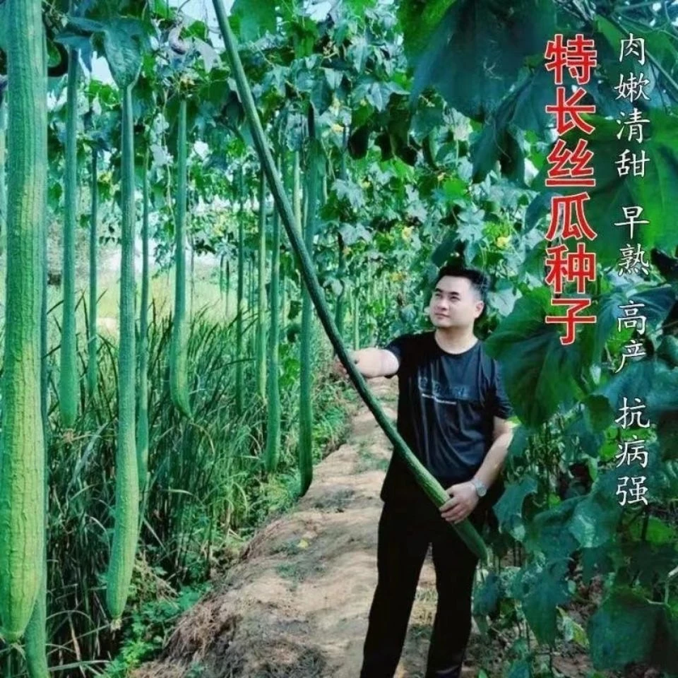 【巨型特长丝瓜种子】高产丝瓜种子庭院阳台盆栽菜种子四季播蔬菜