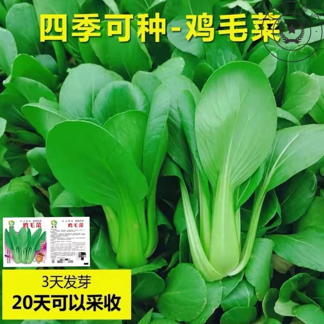 真好吃四季鸡毛菜种子18天小青菜种子蔬菜种子阳台耐热青菜种子籽