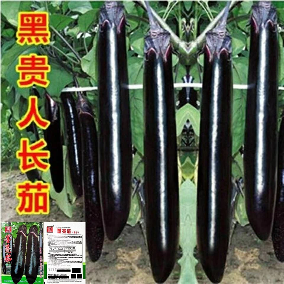 早熟墨亮长茄子种子黑贵人长茄子种籽阳台盆栽四季蔬菜种籽春播
