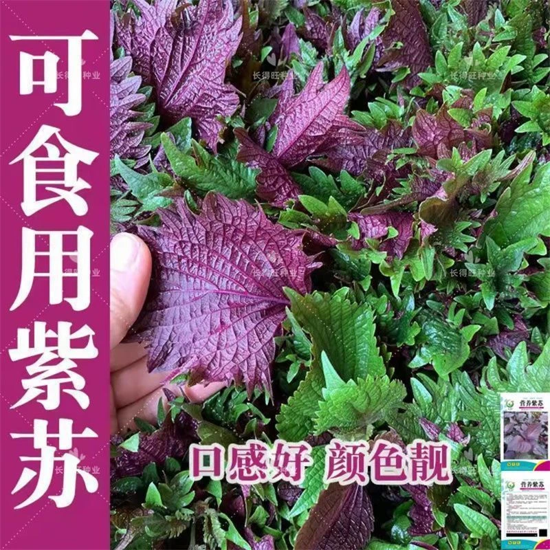 食用大叶【紫苏种子】四季播蔬菜种子 阳台室内盆栽蔬菜紫苏种籽