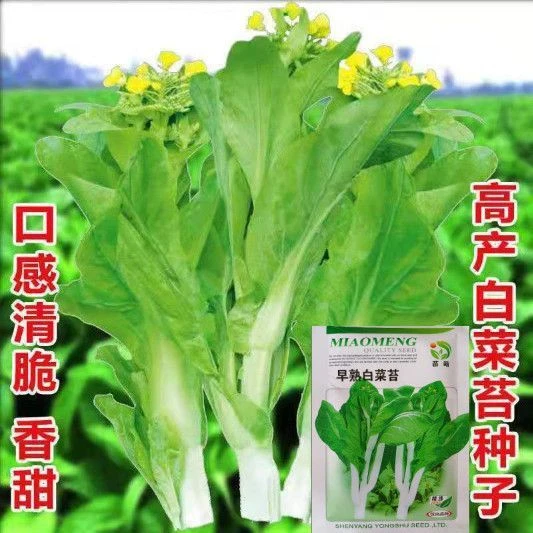 早熟甜脆多芽白菜苔种子杂交早熟高产侧芽多味甜软白菜心蔬菜种子