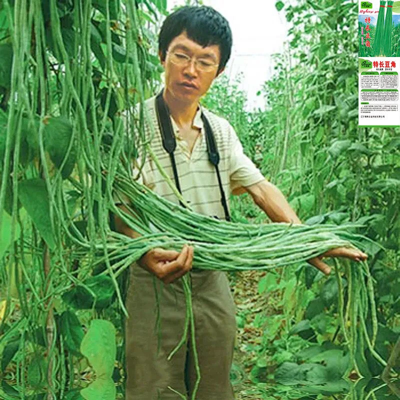 绿条特长豆角摘不败高产豇豆种子春秋庭院田园易种蔬菜四季豆种籽