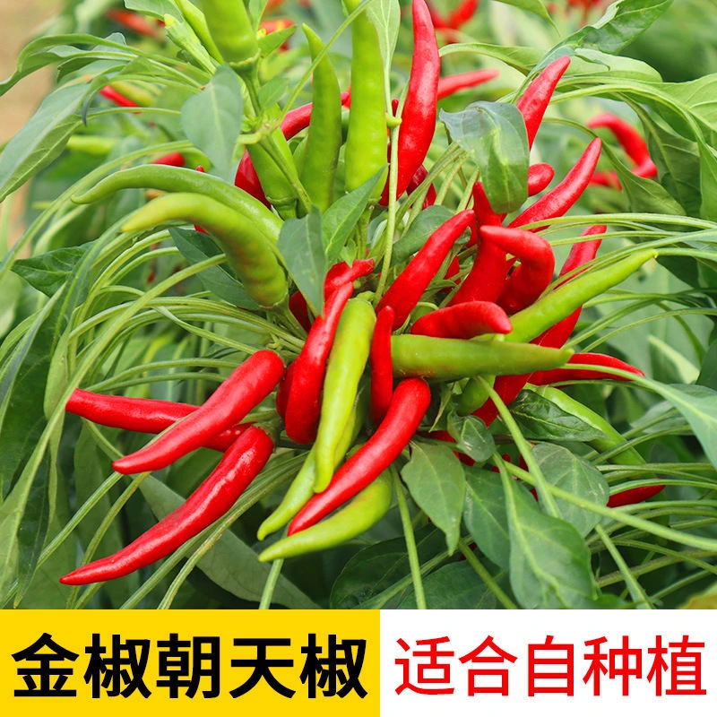 盆栽朝天椒种子香辣小米椒籽辣椒苗种子庭院阳台四季播种蔬菜种孑