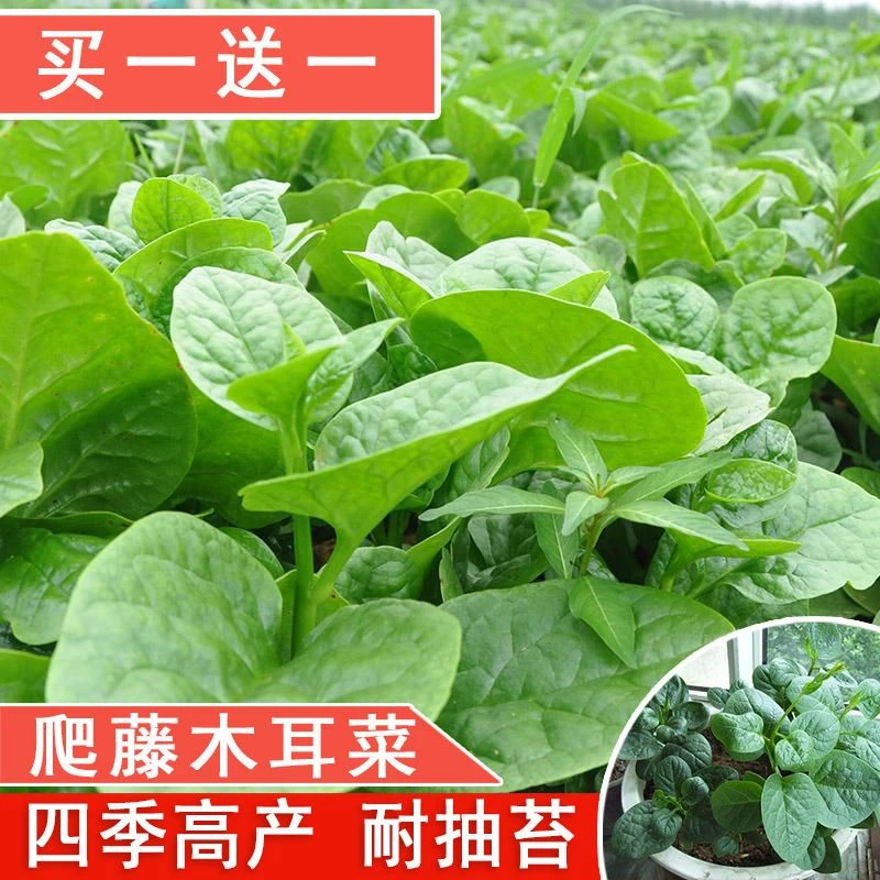 大叶木耳菜种子爬藤小青菜阳台盆栽田园易种蔬菜种籽春夏秋四季播