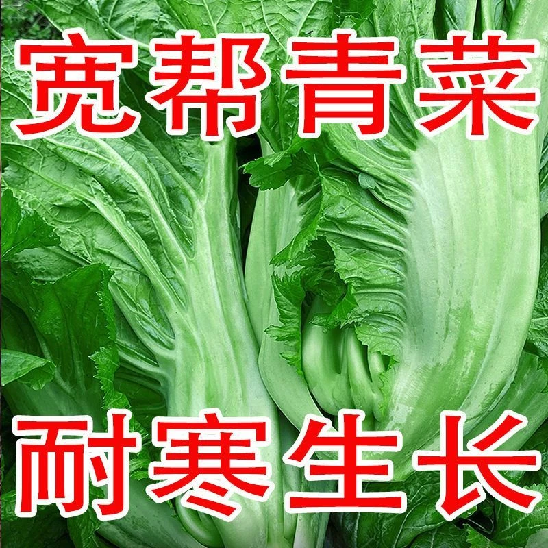 宽帮青菜种子泡菜芥菜榨菜种孑大叶宽梗早熟耐寒秋季庭院蔬菜种子