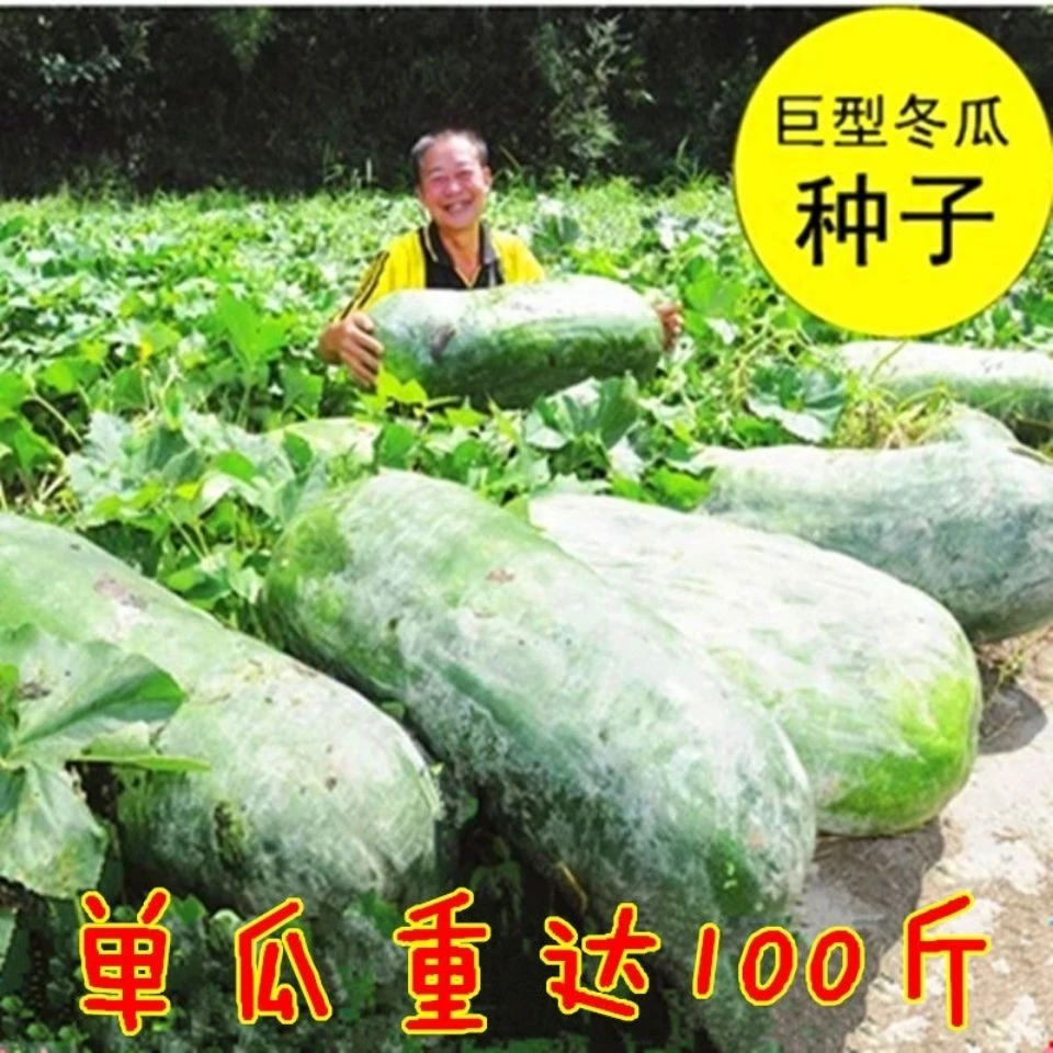 巨型冬瓜种子特大冬瓜子农家土冬瓜非转基因种籽单瓜可达50公斤