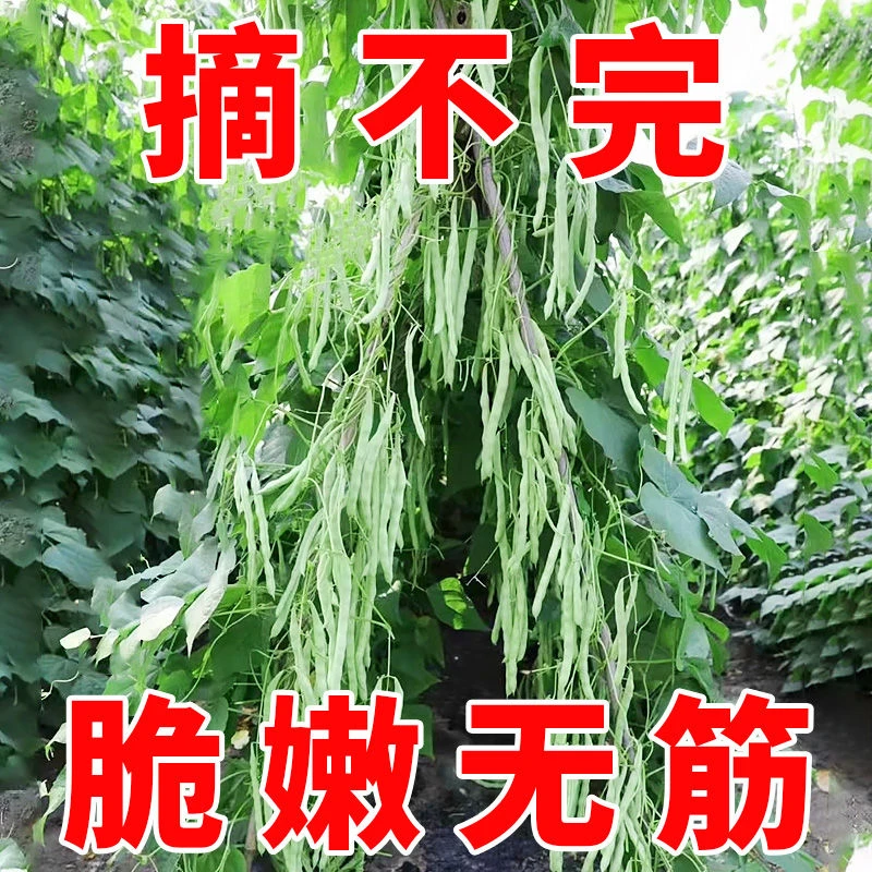 【摘不完】无筋四季豆种子有架豆王地豆豇角种籽阳台田地蔬菜种子