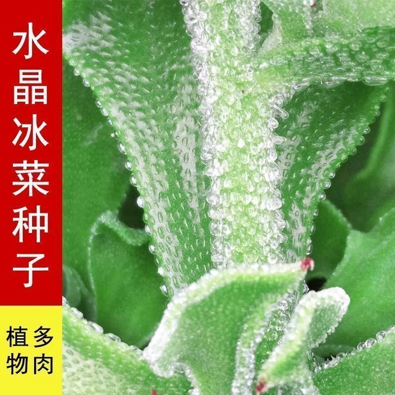 四季正宗冰菜种子高钙纯正特菜冰草菜种子阳台盆栽蔬菜种子大全