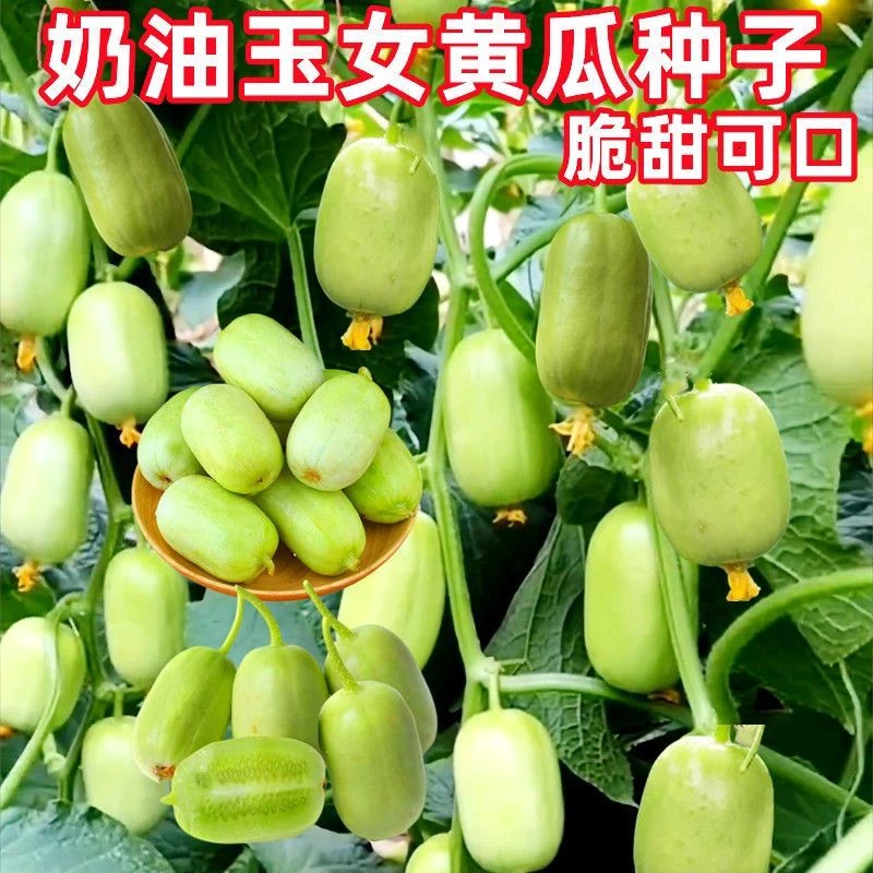 四季高产玉女水果黄瓜种子拇指黄瓜种子迷你小黄瓜种籽阳台盆栽