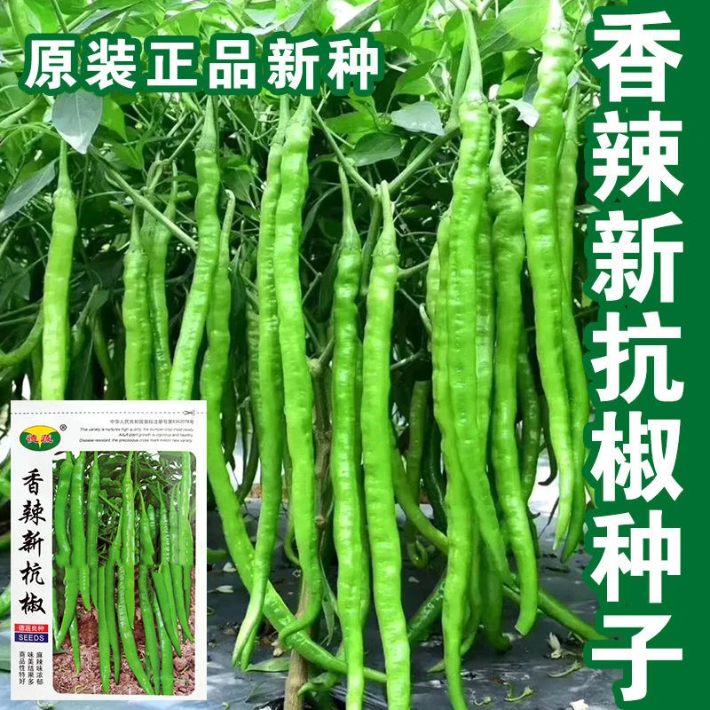 香辣新杭椒种子超长线椒种籽早熟高产四季播盆栽大田蔬菜种子孑