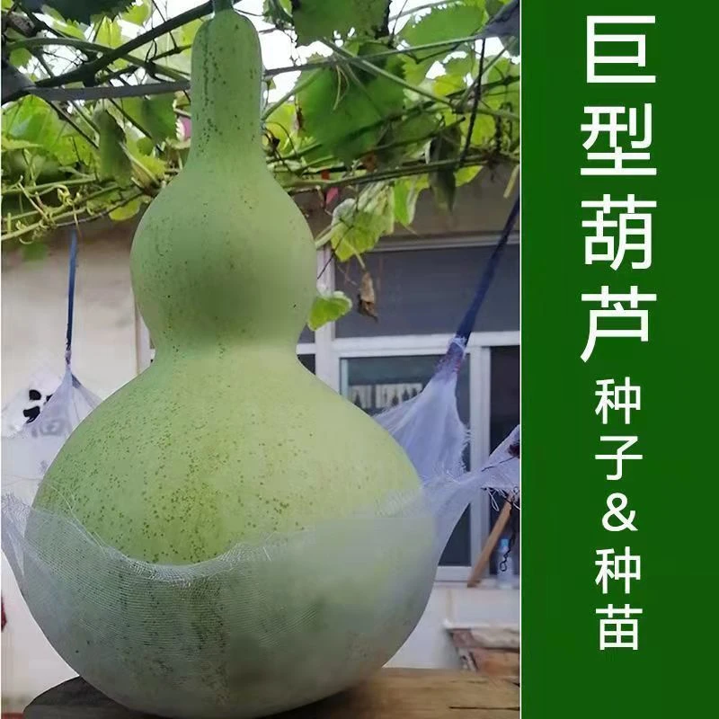 巨型葫芦特大葫芦种子盆栽阳台庭院易种葫芦籽文玩观赏