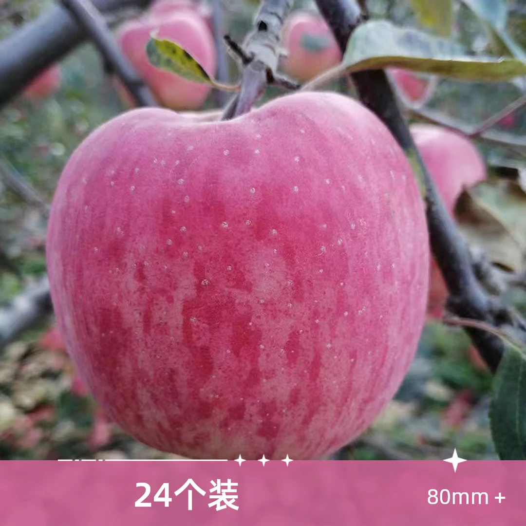 【老安专属】甘肃静宁苹果红富士苹果80mm＋每箱24个新鲜包邮