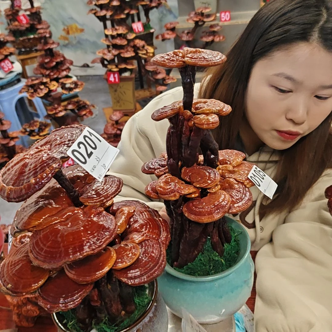 赤灵芝灵芝盆景灵芝花